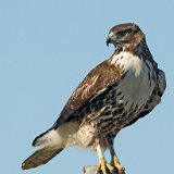 09SB2820 Red-tailed Hawk